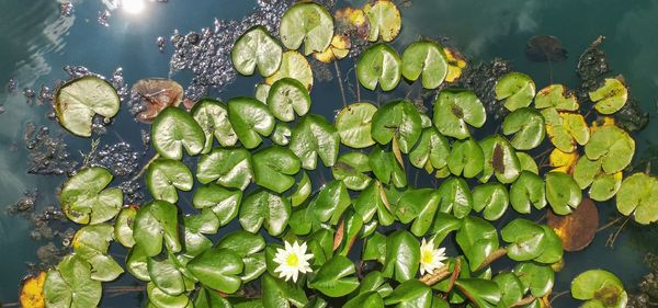 Close-up of fresh green leaf in water