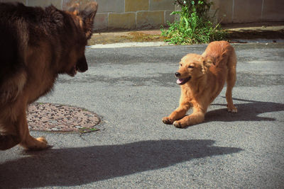 View of a dog on street in city