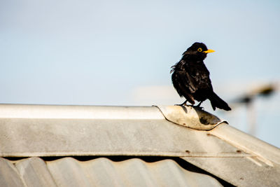 Bird perching on a roof