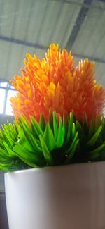 Close-up of orange flowering plant