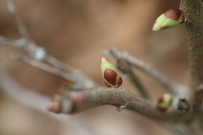 Close-up of flower buds growing on branch