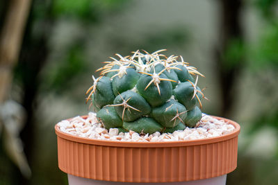 Close-up of potted plant