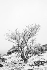 Bare tree on snow covered land against clear sky