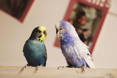 Close-up of two birds perching