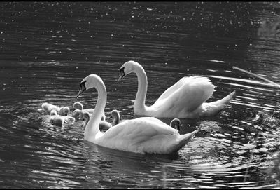 Swans with cygnet swimming in lake