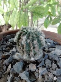 Close-up of cactus