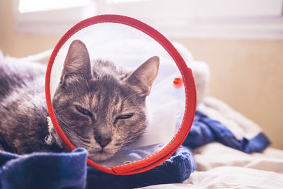 Close-up of cat sleeping