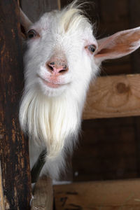 White goat, male hornless breed zaanen. a head with a beard looks out and looks into the camera.