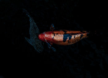 High angle view of crab swimming in water