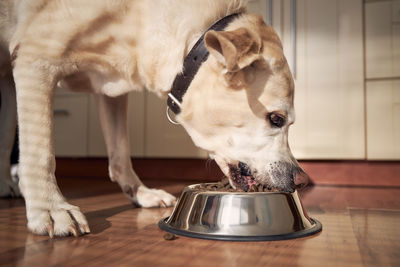 Close-up of a dog on table at home