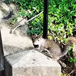 Close-up of cat