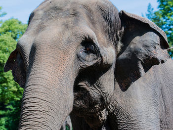 Asian elephant in closeup