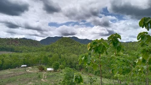 Scenic view of agricultural field against sky