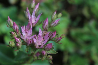 Close-up of pink flowering plant