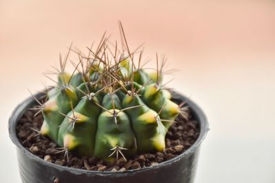 Close-up of succulent plant