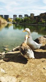 Seagull on a lake