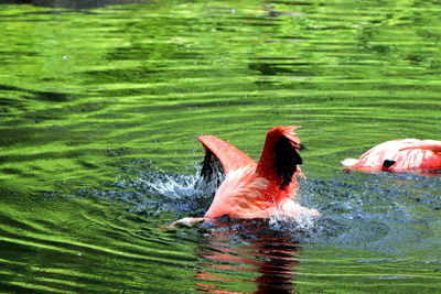 Duck swimming in a lake