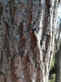Close-up of lichen on tree trunk