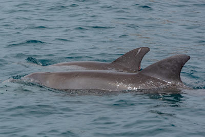 Dolphins in the waters of pemba channel at wasini