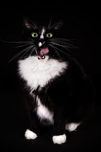 Close-up portrait of cat against black background