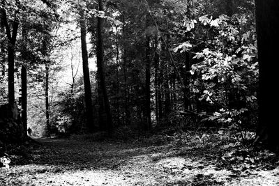 Trees growing in forest