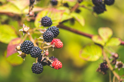 Wild black and red berries on the bush, ripening and unripe wild blackberries in the countryside