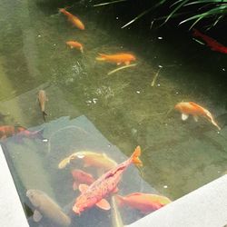 Fish swimming in pond