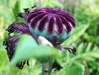 Close-up of purple flower