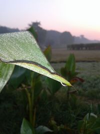 Close-up of fresh green plant against sky