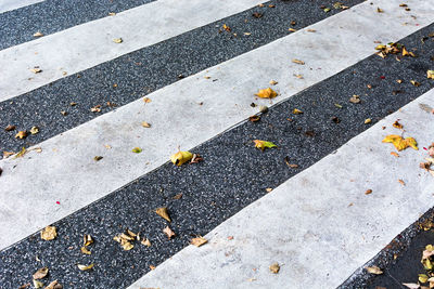High angle view of autumn leaves on crosswalk