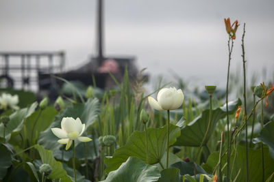 White lotus water lilies blooming outdoors