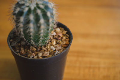 Close-up of succulent plant on table