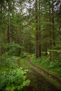 Scenic view of pine trees in forest