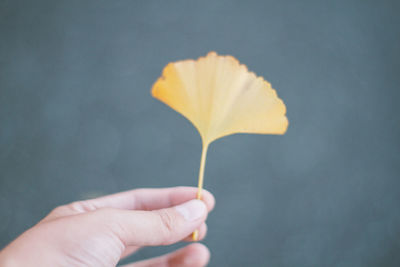 Cropped image of hand holding ginkgo leaf