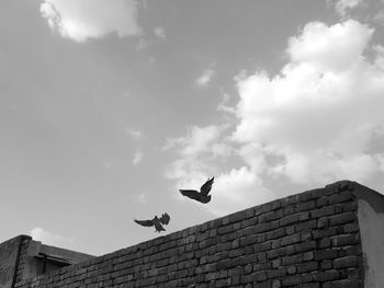 Low angle view of birds flying against the sky