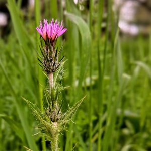 Close-up of purple thistle flowers on field