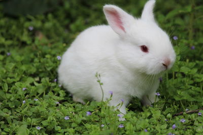 Close-up of white cat on grass