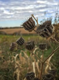 Plant growing on field against sky