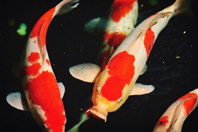 Close-up of koi fish in water