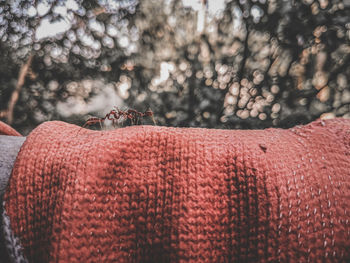 Close-up of hat against trees during winter