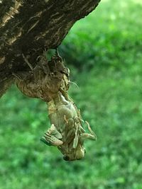 Close-up of lizard on tree