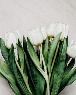 Close-up of flower over white background