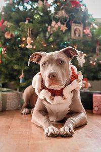 Portrait of dog sitting on floor