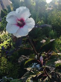 Close-up of flowers blooming outdoors