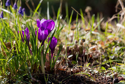 Close-up of purple flowers blooming in field