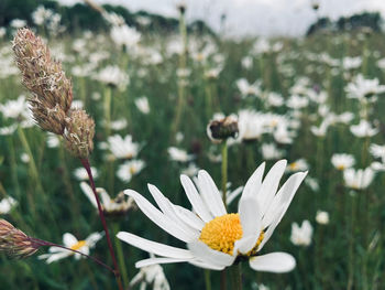 Close-up of white flowering plants on field