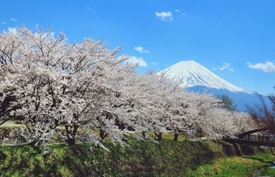 Scenic view of sakura on mt. fuji against sky