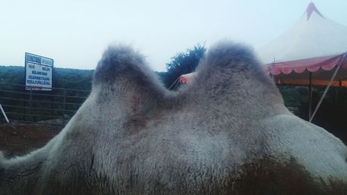 Close-up of a horse