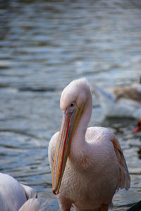 Close-up of pelican in sea