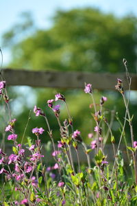 Close-up of pink flowering plants on field